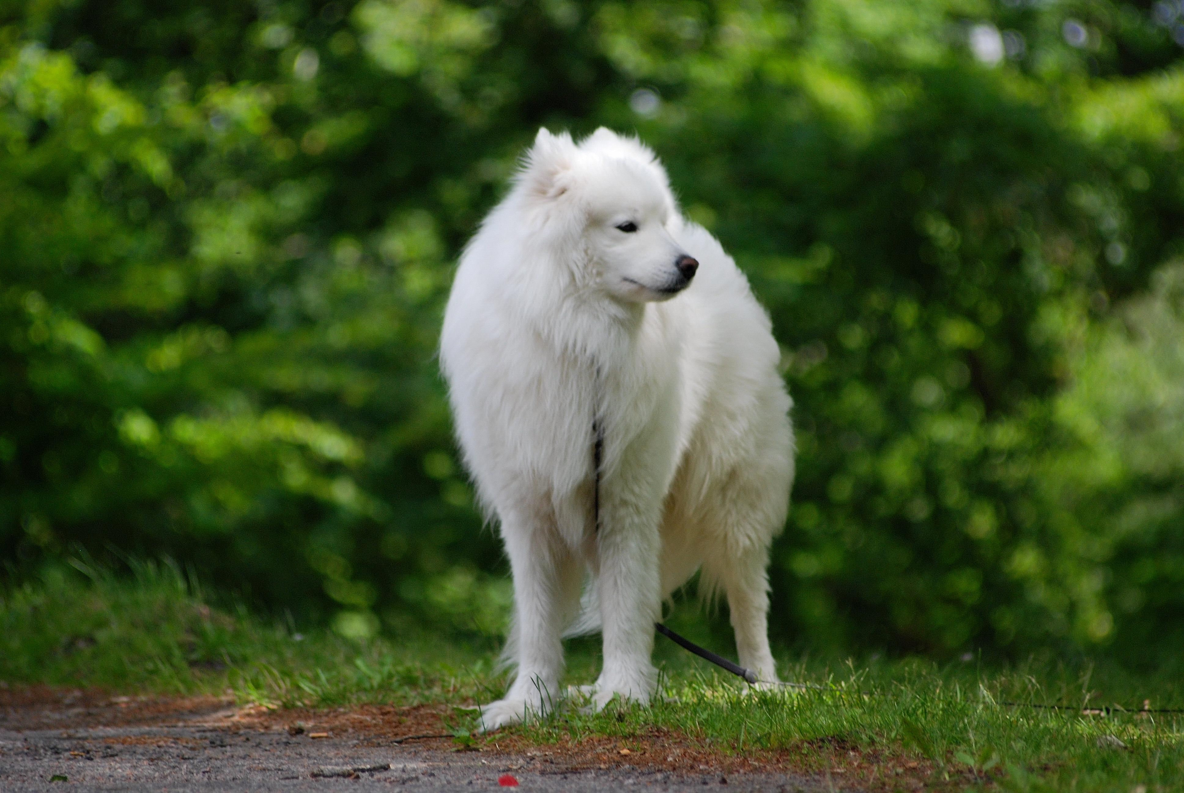 Permanent Bygger Nervesammenbrud Samojede Charakter, Haltung & Pflege | zooplus