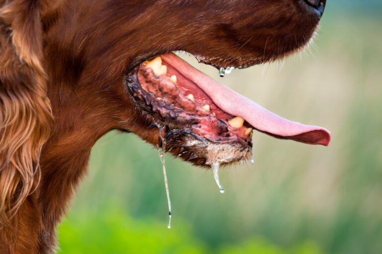 Tollwut beim Hund