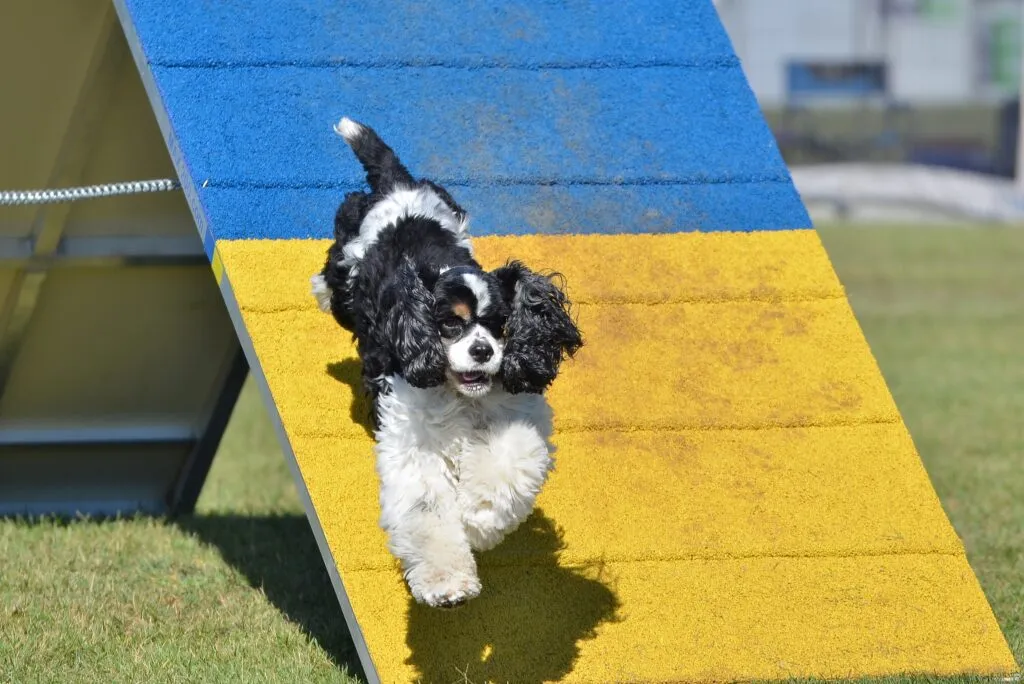 American Cocker Spaniel at Dog Agility