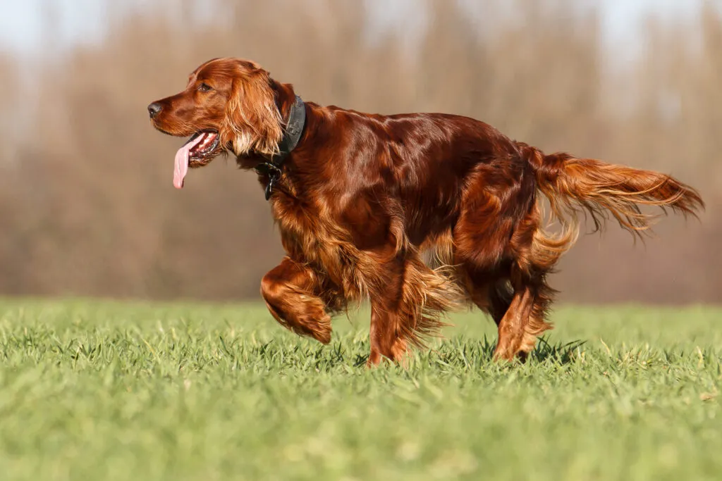 Irischer Roter Setter l&auml;uft auf gr&uuml;nem Gras in einem Feld im Freien.