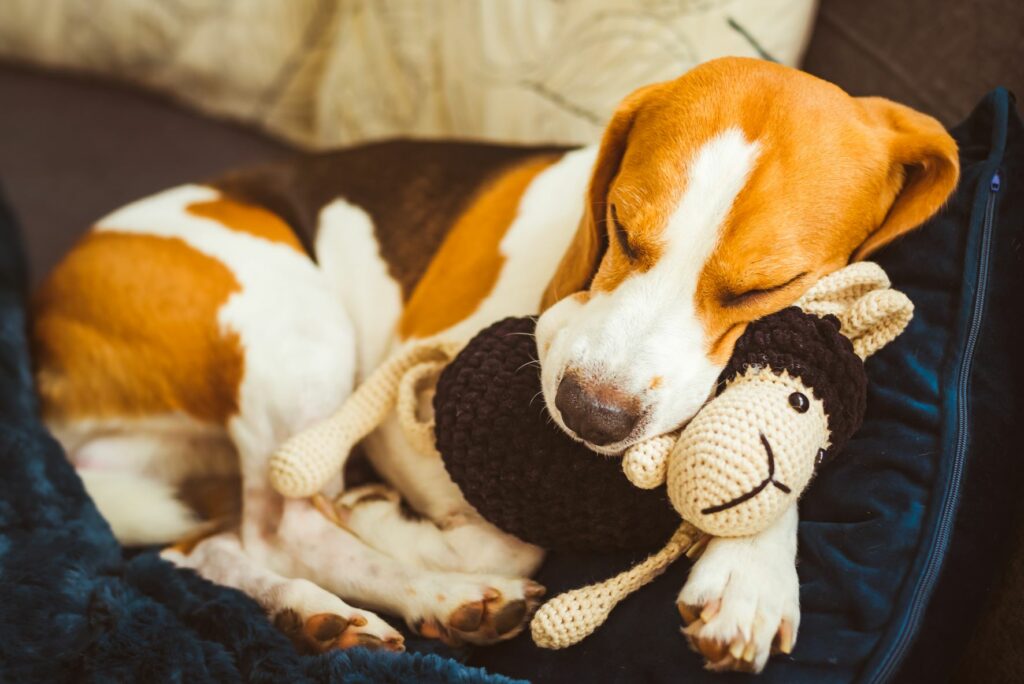 Hündin mit Kuscheltier