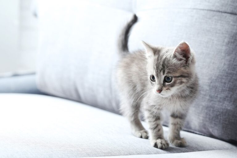 Geschlecht bei Kitten bestimmen