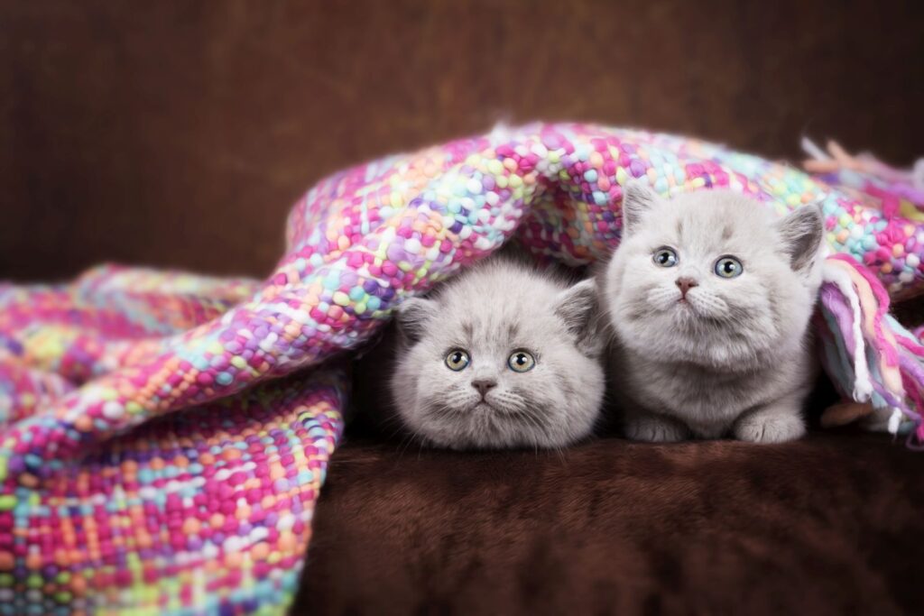 Geschlecht bei Kitten entspannt untersuchen