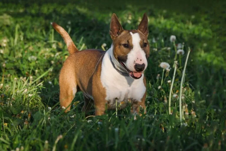 Miniature Bull Terrier