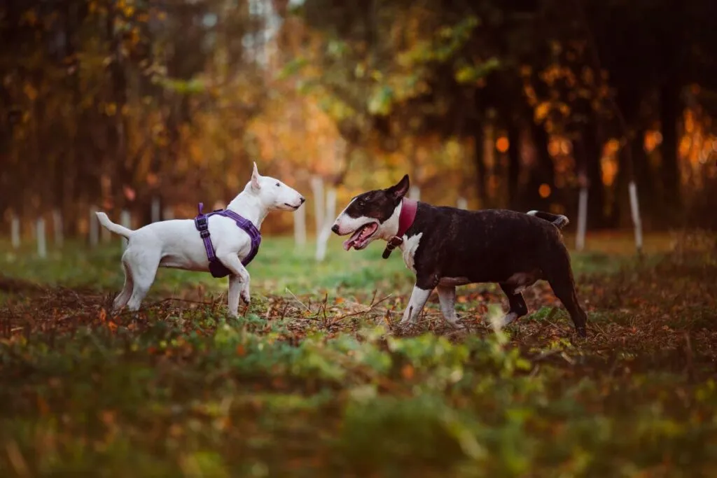 Miniature Bull Terrier und Standard Bull Terrier