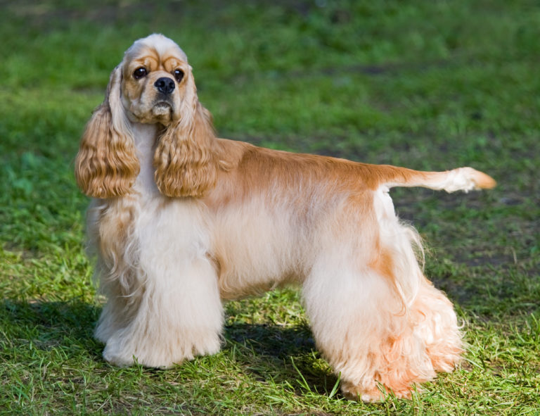 american cocker spaniel im grass