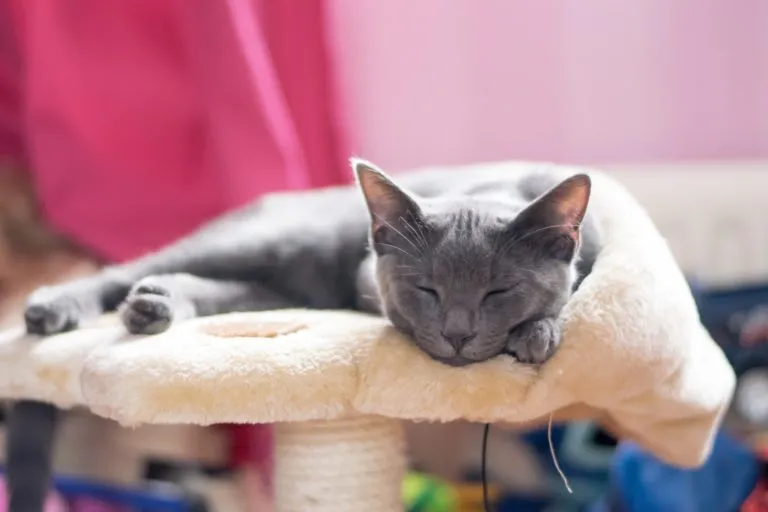 blue korat katzenbaby