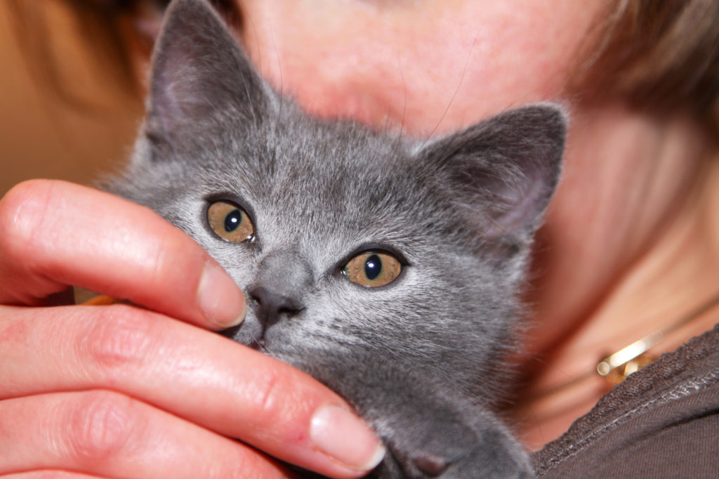 Chat Chartreux Origine Caractere Sante Soins Magazine Zooplus