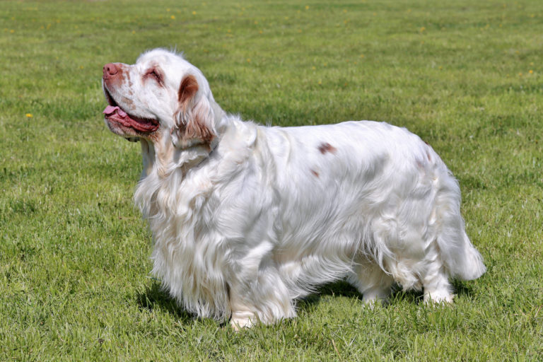 clumber spaniel