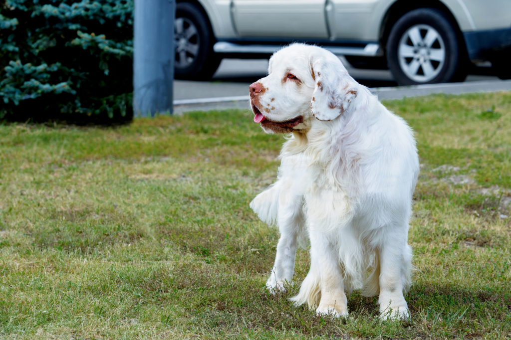 clumber spaniel im grass