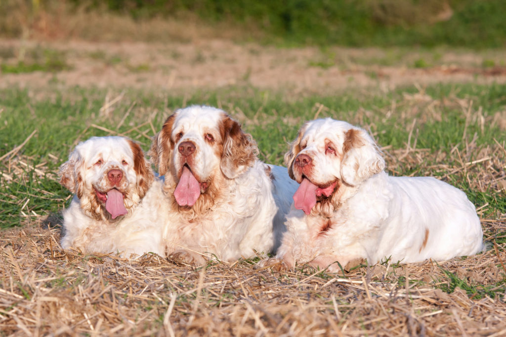 clumber spaniel welpen