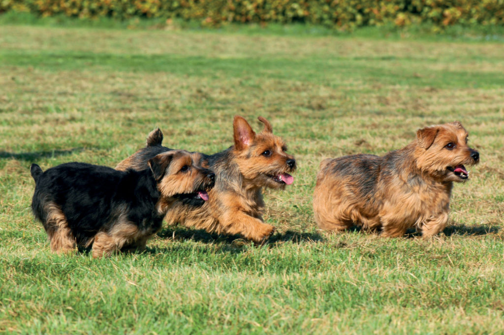 drei norfolk terriern im grass