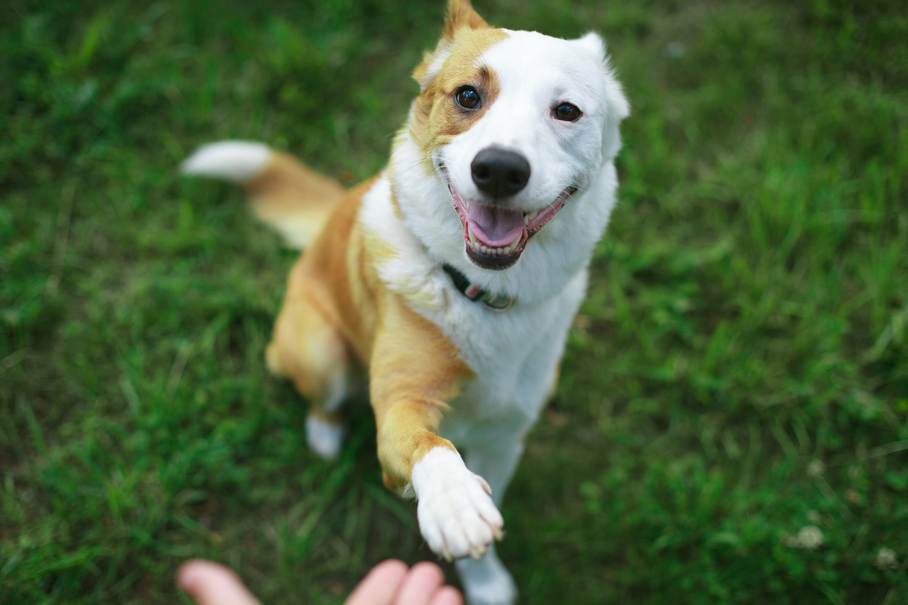 Erwachsene Hunde Erziehen 7 Tipps Zur Richtigen Hundeerziehung