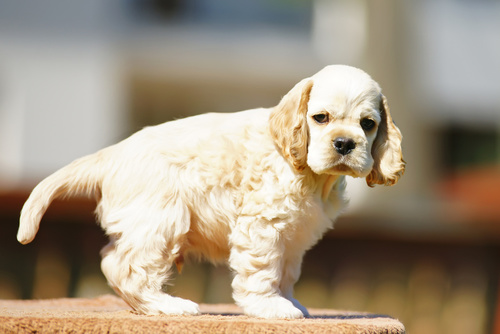 American Cocker Spaniel Creme Welpe