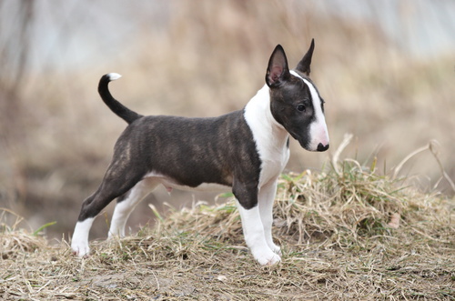 Mini Bull Terrier Welpe