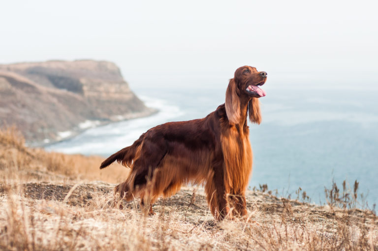 irish setter