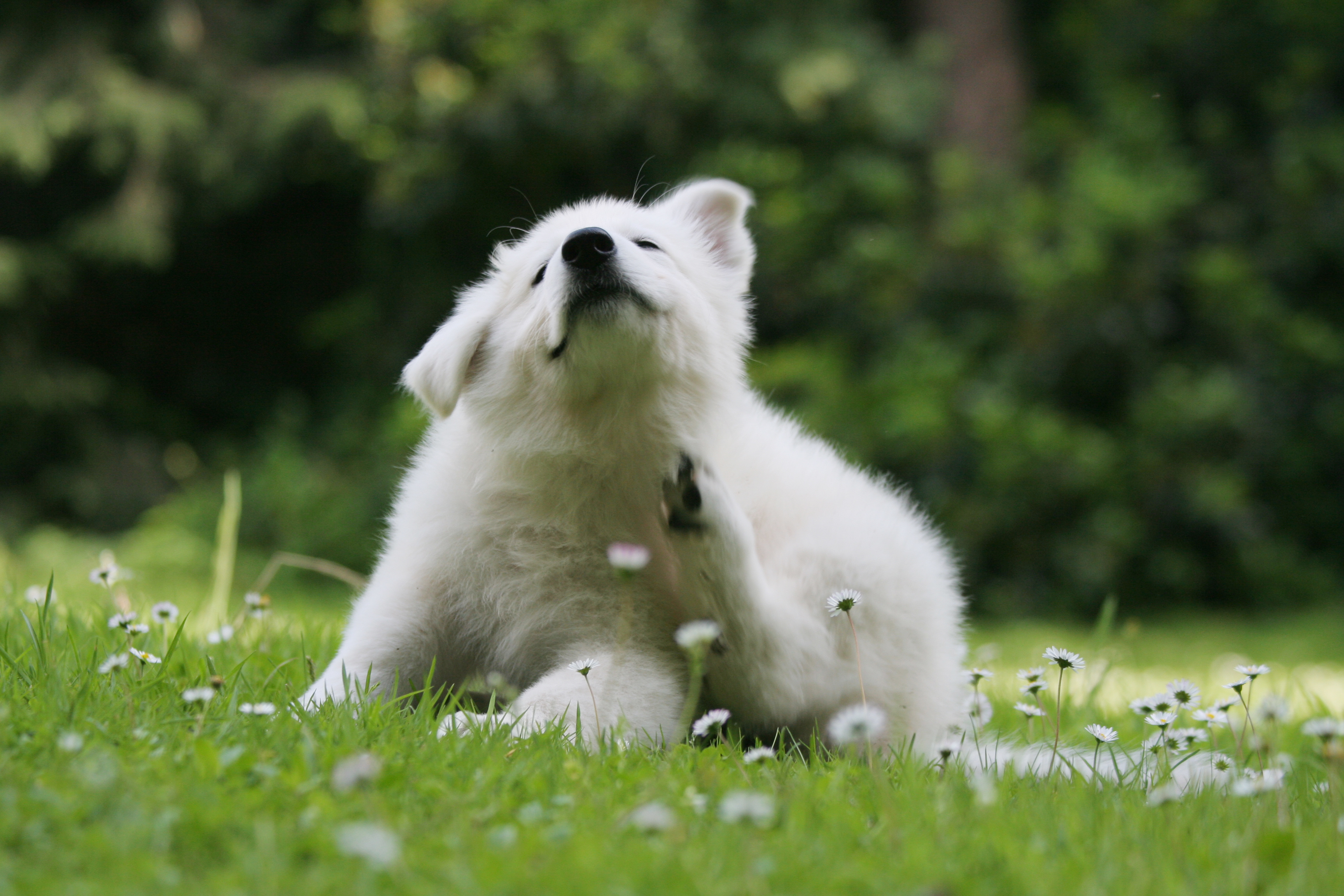 Juckreiz Beim Hund Symptome Ursachen Behandlung Zooplus