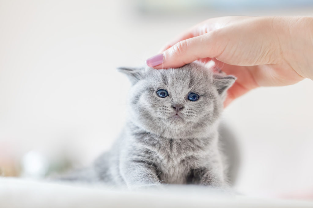 Kitten Entwurmen So Erfolgt Die Fachgerechte Entwurmung Bei Kitten