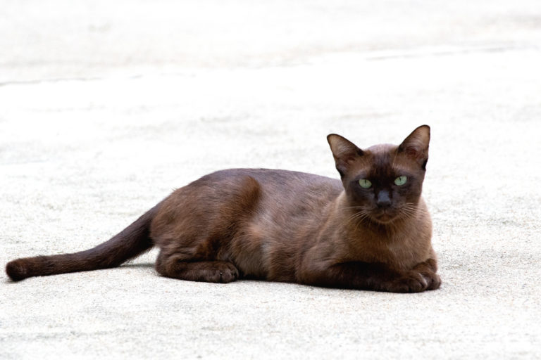 korat