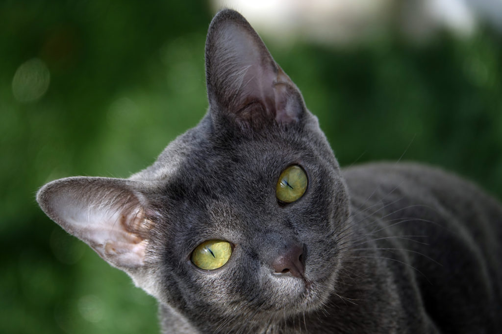 korat katze portrait