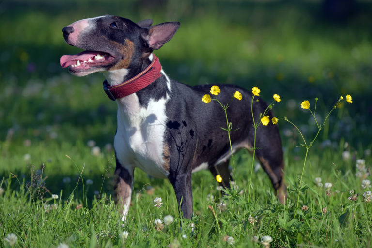 miniature bull terrier
