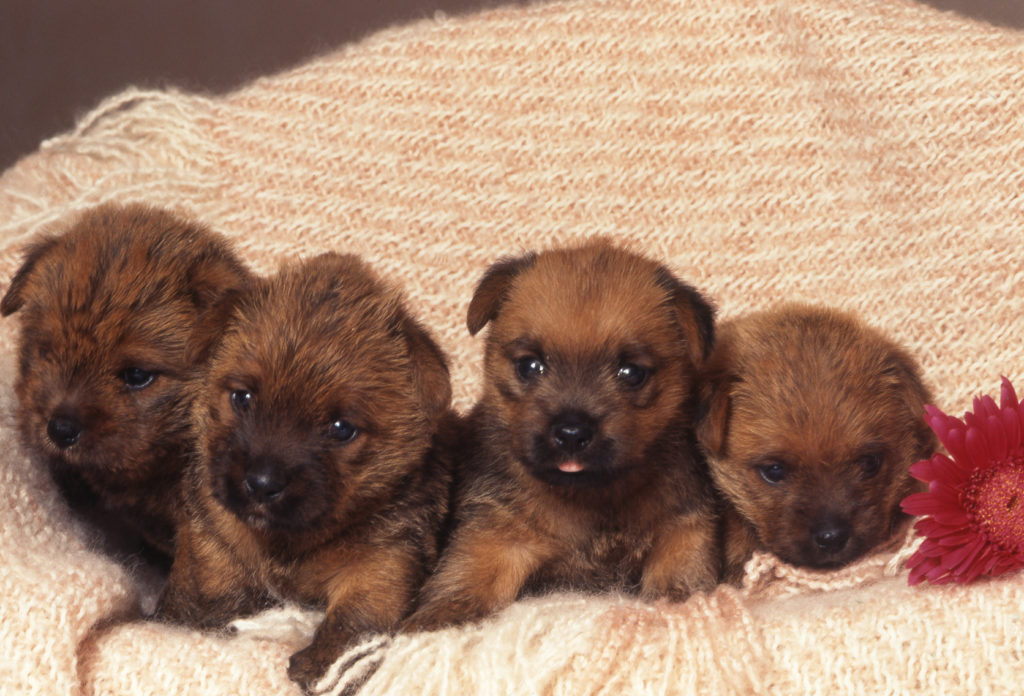 norfolk terrier welpen