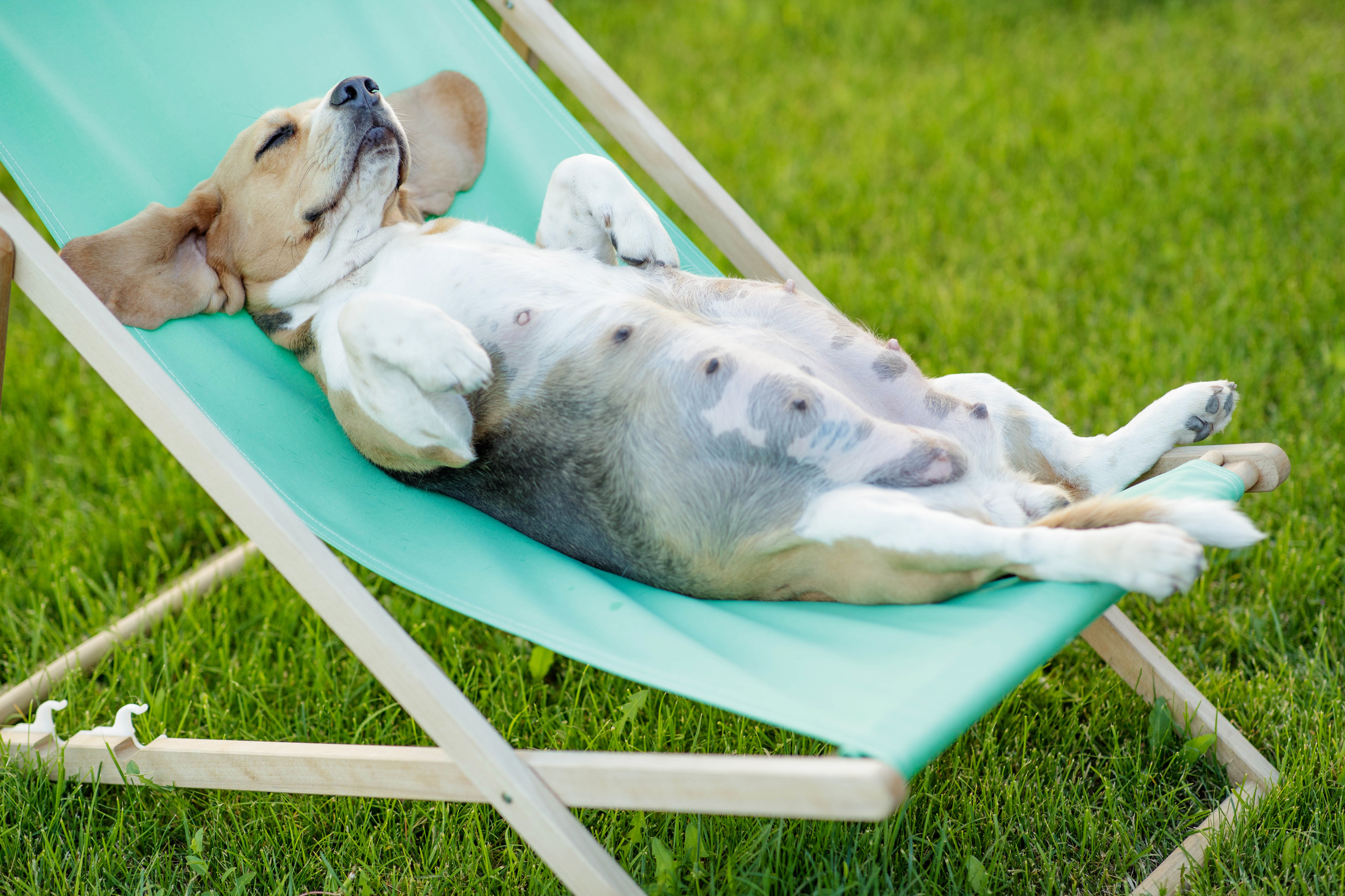 Wie man einem schwangeren Hund Gewicht verliert Wie man einem schwangeren Hund Gewicht verliert