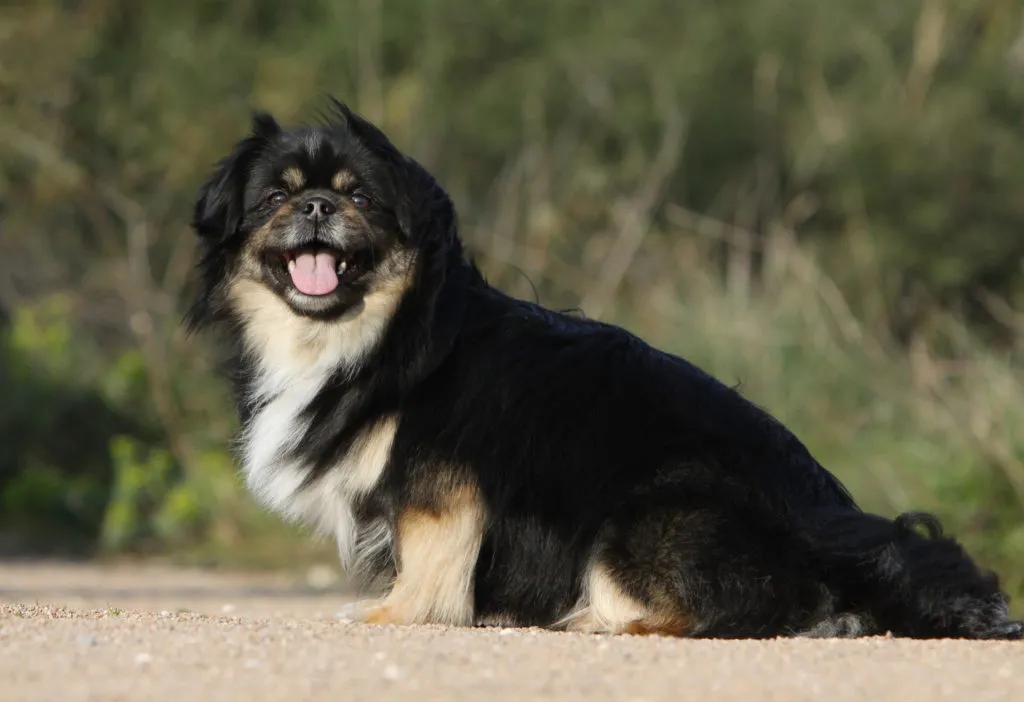 Tibet Spaniel schwarz