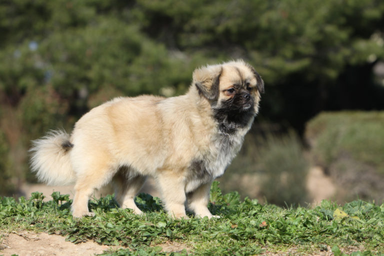 tibet spaniel im Wald