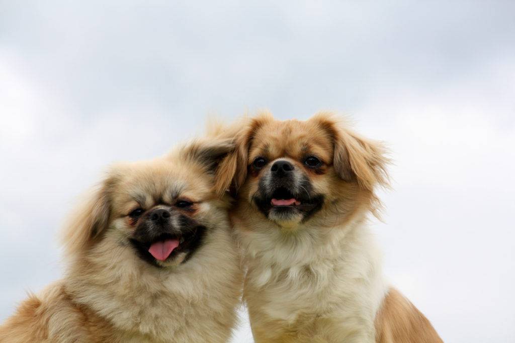 zwei tibet spaniel