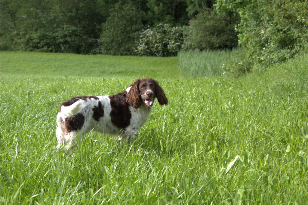 zweifarbig deutscher wachtelhund