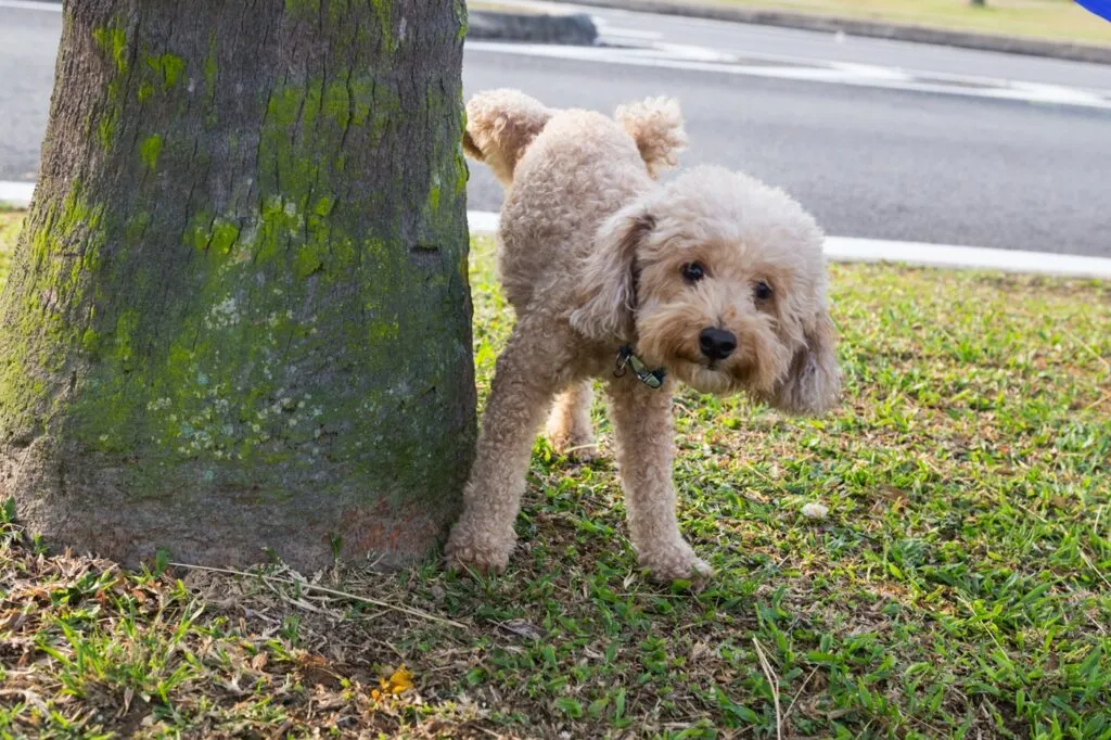häufiger Urinabsatz ist typisches Symptom bei Blasenentzündung beim Hund