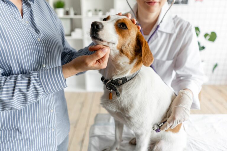 Blasenentzündung (Zystitis) beim Hund