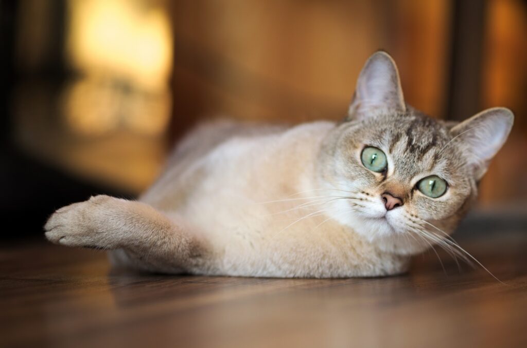 Burmilla Katze liegt seitlich auf dem Boden Burmilla Katze