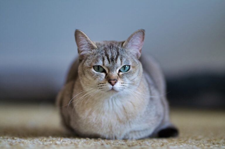 Kurzhaar Burmilla Katze schaut in die Kamera Burmilla Katze