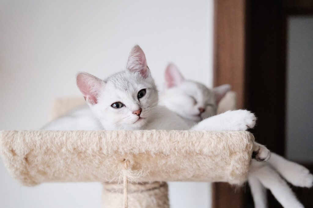 Burmilla Kitten liegen auf einem Kratzbaum Burmilla Kitten