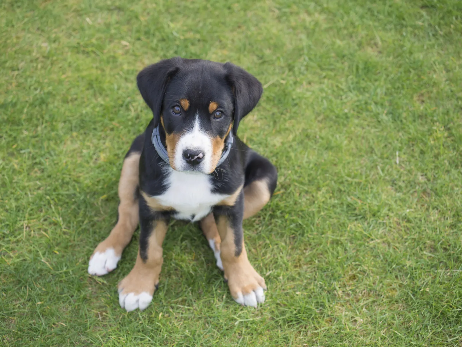 Großer Schweizer Sennenhund Welpe