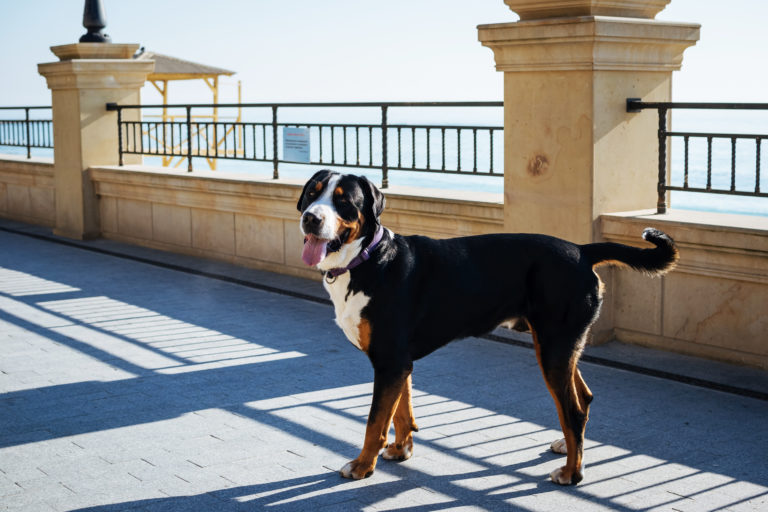 Großer Schweizer Sennenhund