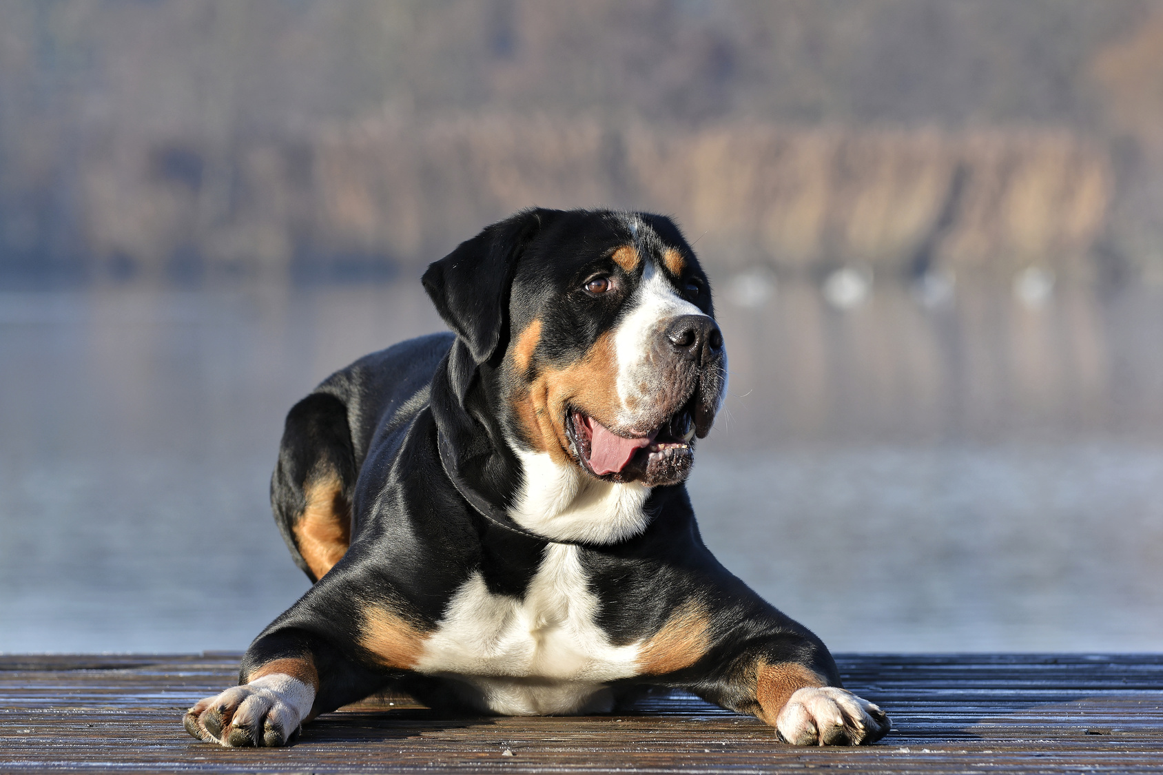 Großer Schweizer Sennenhund Charakter, Haltung & Pflege zooplus