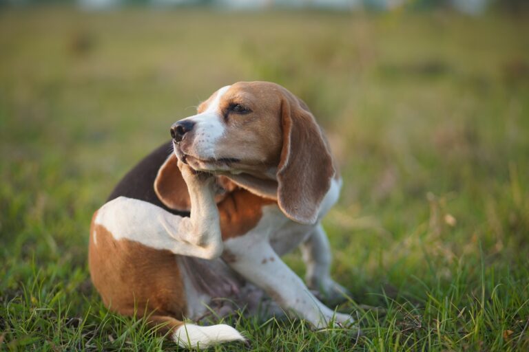 Allergien beim Hund verursachen Juckreiz