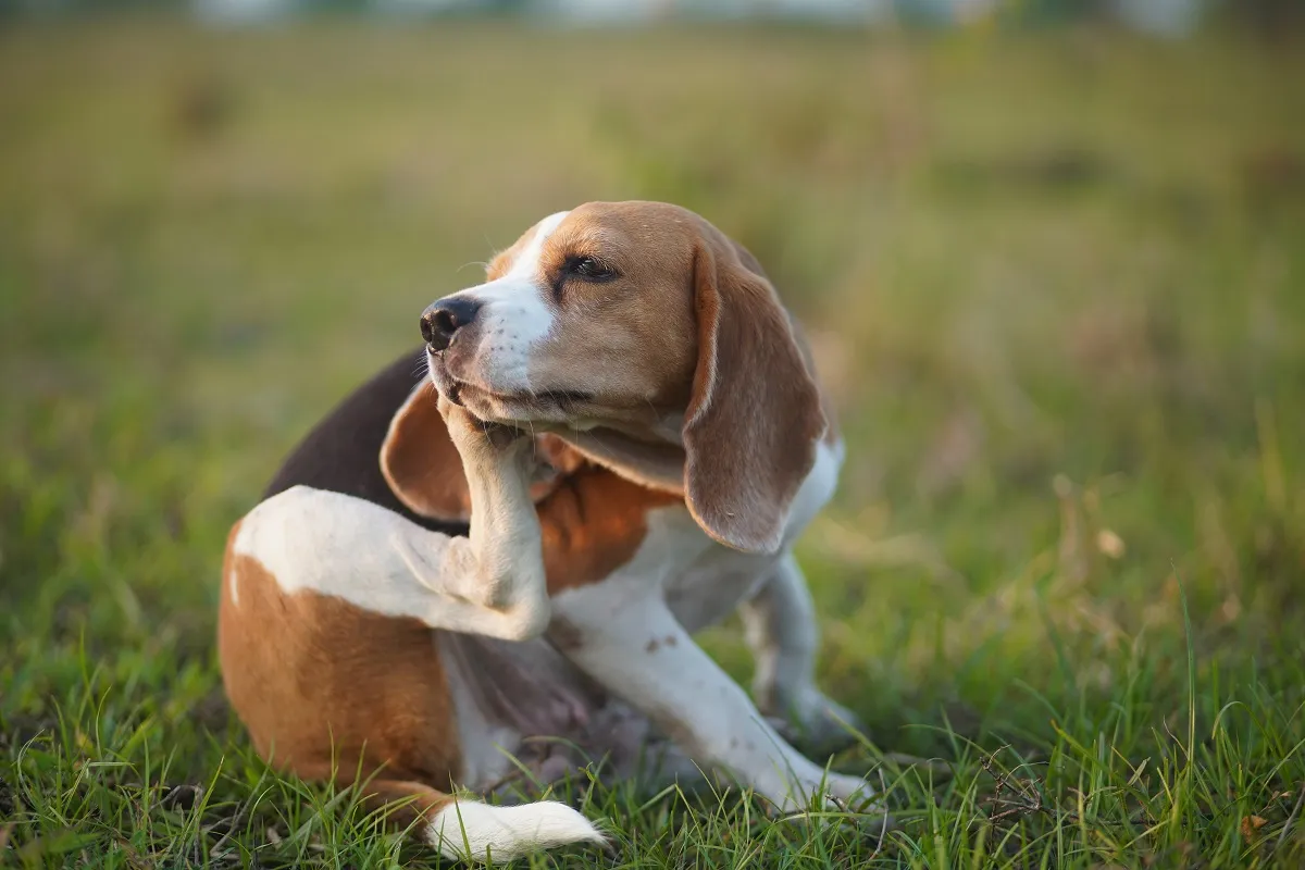 Allergien beim Hund: Symptome, Diagnose & Behandlung | zooplus