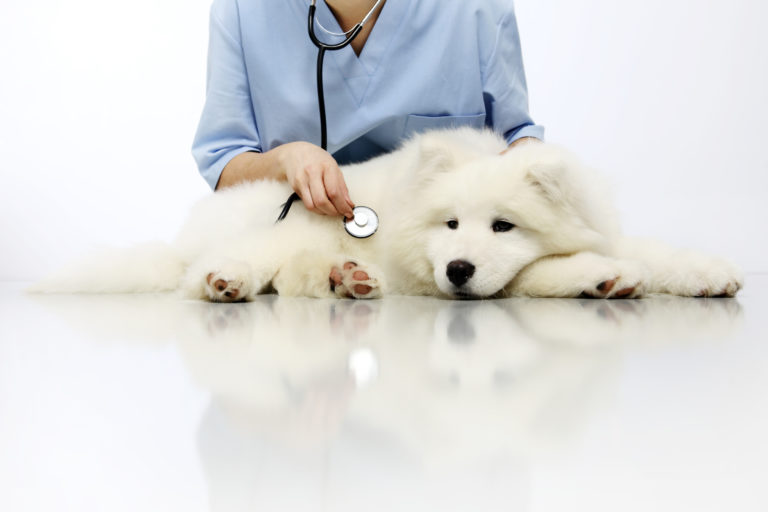 Blasenentzündung (Zystitis) beim Hund Blasenentzündung (Zystitis) beim Hund