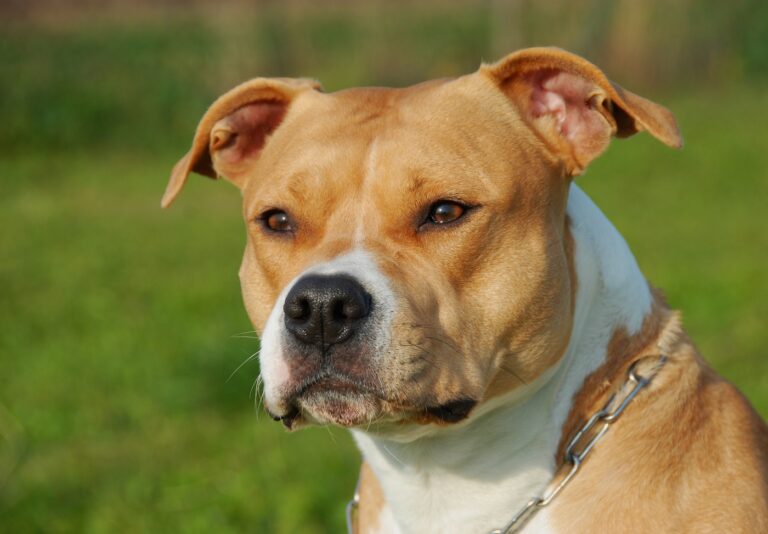 American Staffordshire Terrier Kampfhund