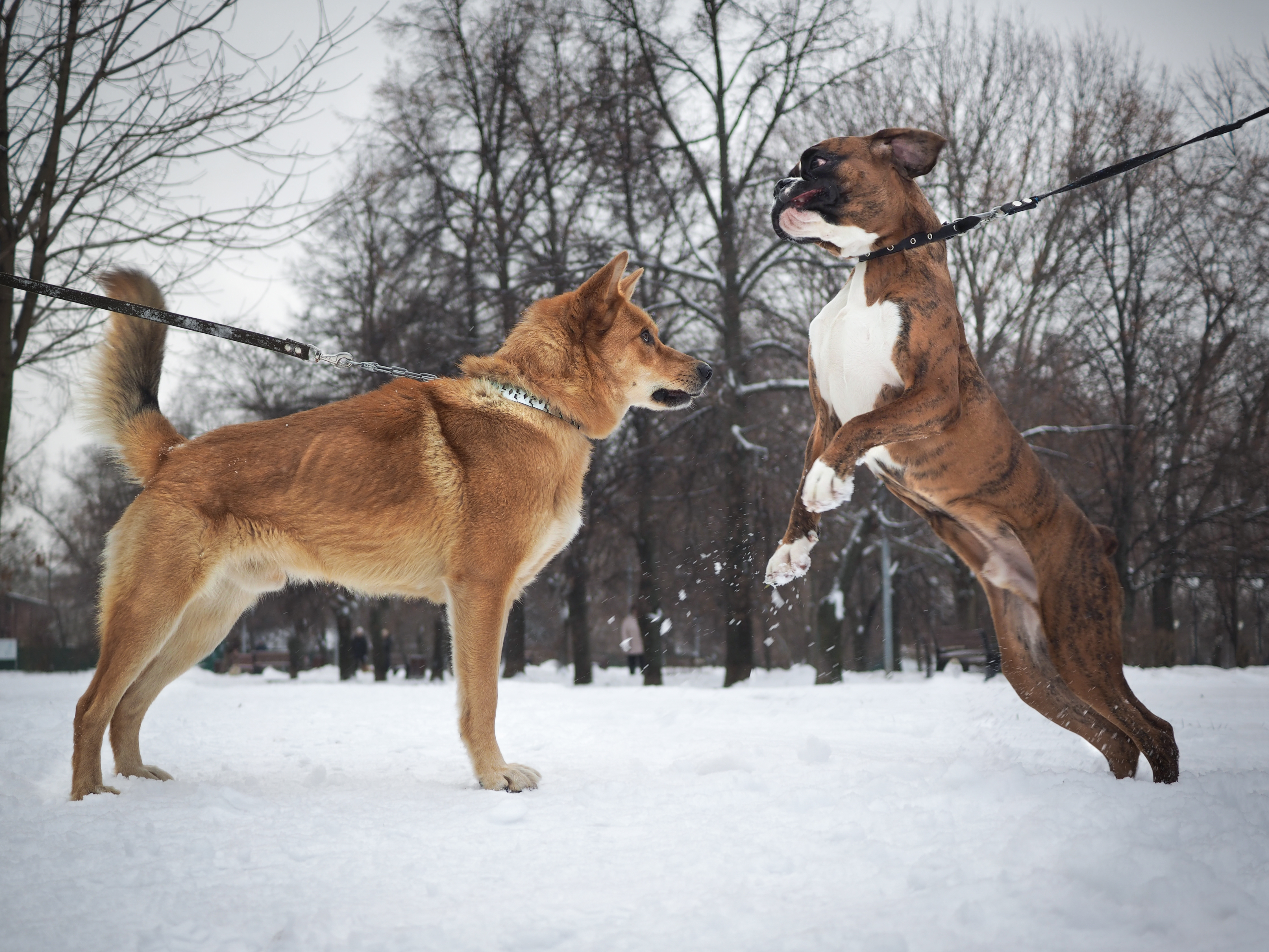 45+ American Bulldog Vs Pitbull