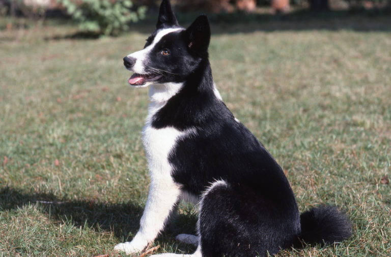 Karelische Bärenhund