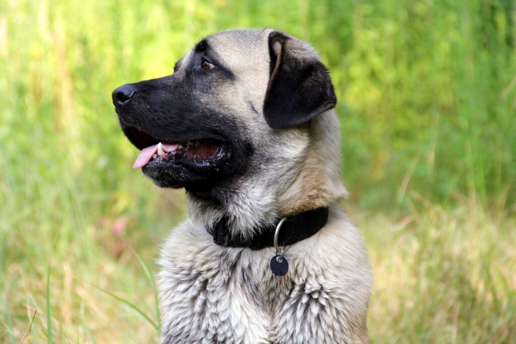 Nahaufnahme eines Kangal Kampfhund Kangal