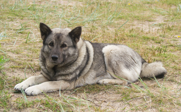 Norwegische Elchhund (grau)