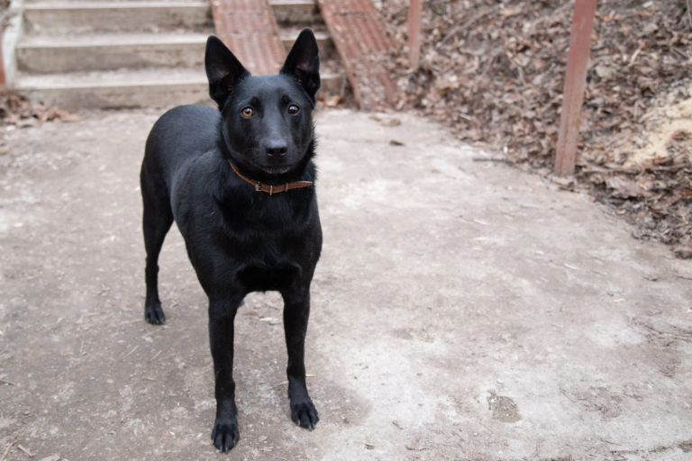 Norwegische Elchhund (schwarz)