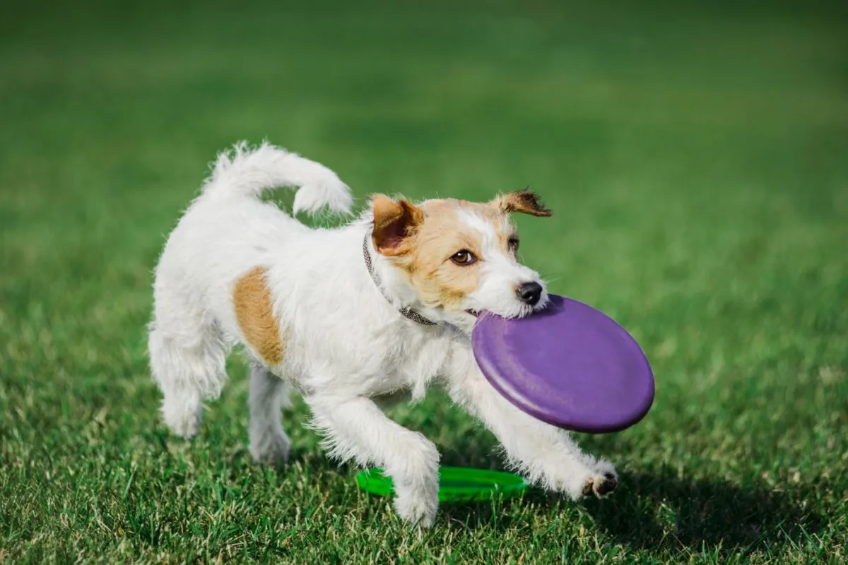 Parson Russell Terrier spielt
