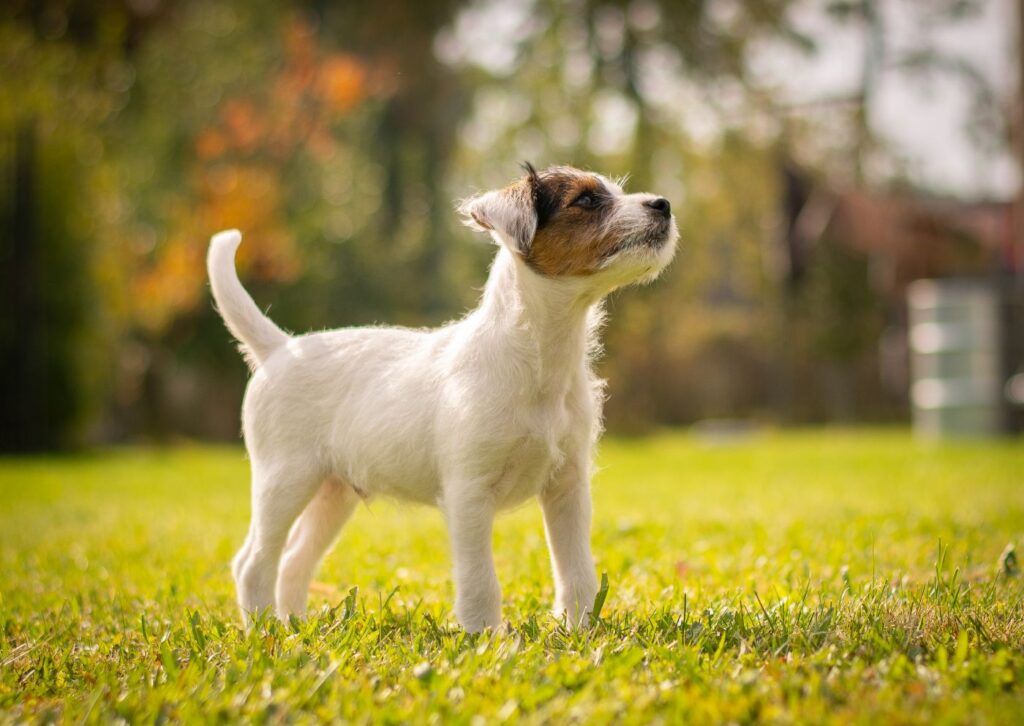 Junger Parson Russell Terrier